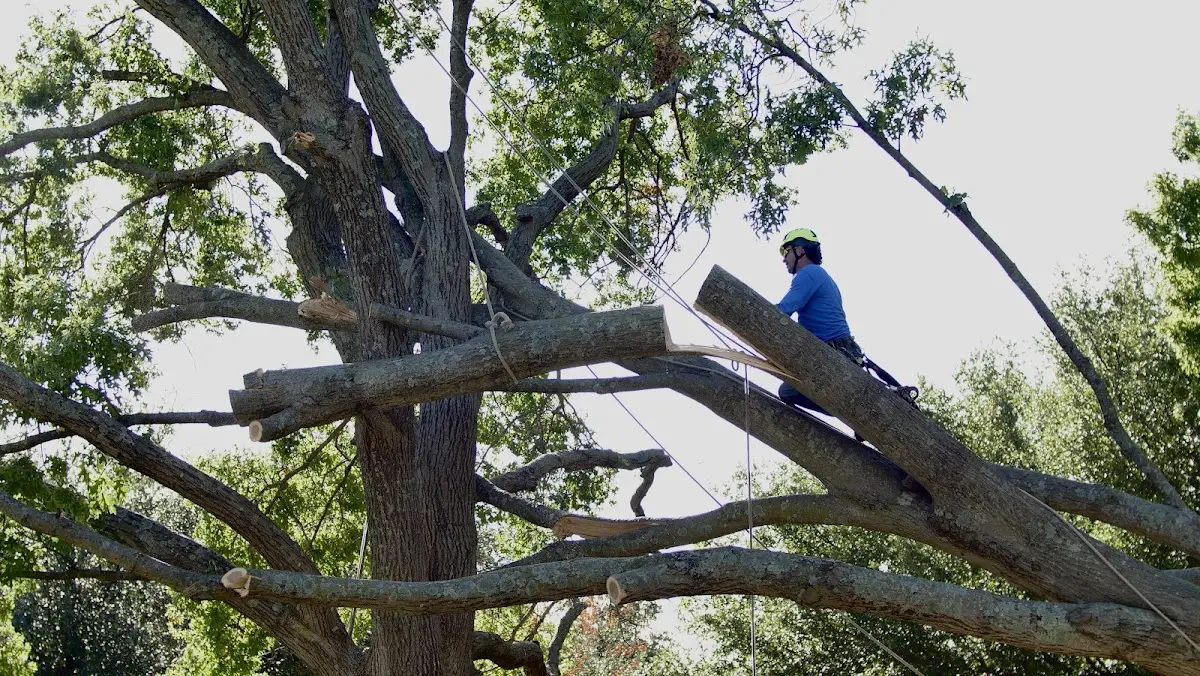 Professional Crown Thinning performed by certified arborists in Mountainburg