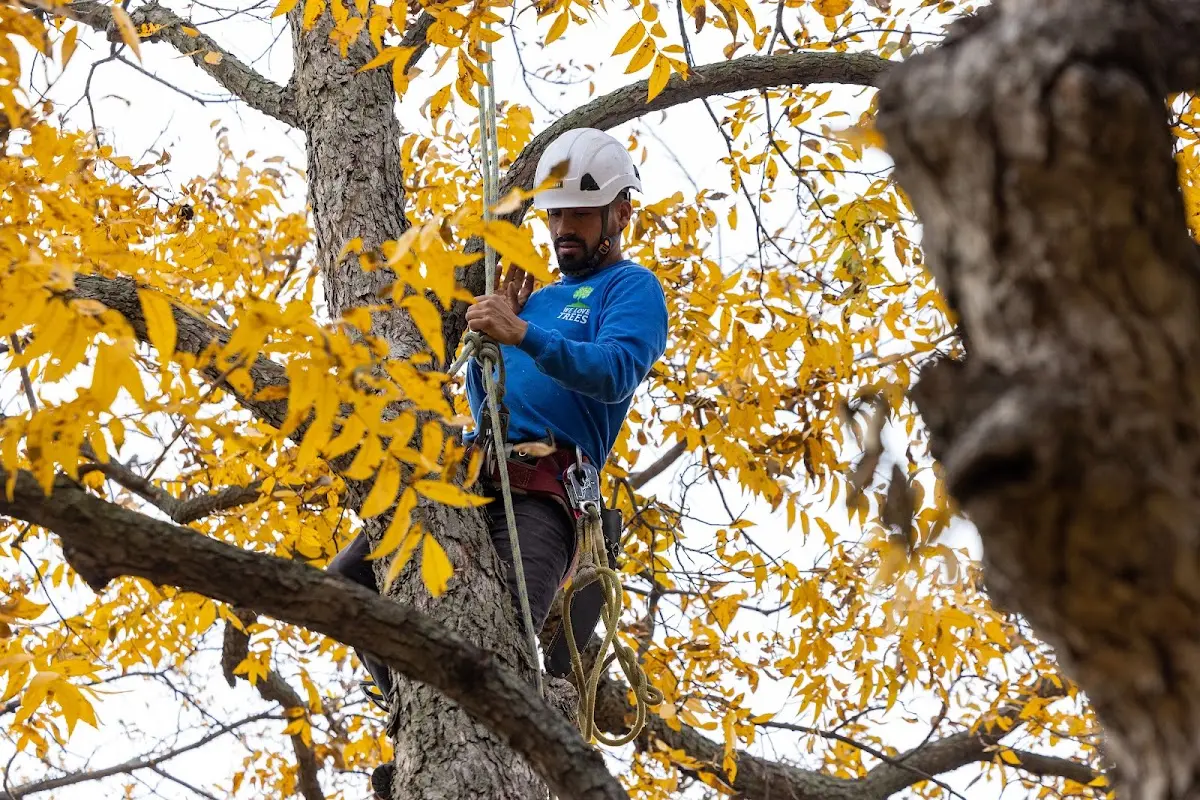Skilled Tree Transplanting crew working in Mountainburg